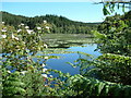 Lilies on an unnamed lochan in IV14 9AA