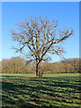 Oak tree in a rape field near Patshull Hall, Staffordshire in WV6 7HY