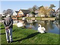 Swans on the River Glen in PE11 4DH