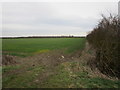 Field of autumn sown cereal off Sewstern Lane in NG32 2JT