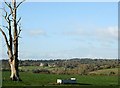 2007 : Dead tree in a cow pasture in BA14 9LJ