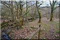 Mid Devon : Woodland Path in EX15 3TT