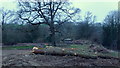 Felled trees, Boxbush in GL17 0LL