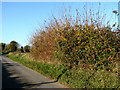 Hedge displaying autumn colours in NR20 4BP