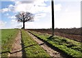Farm track into fields in NR13 5AP