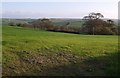 Field and trees above Bridgetown in PL15 9RP