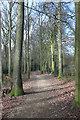 Bridleway in King's Wood in HP13 7XU
