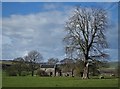 Limestone field barn on the edge of Bakewell in DE45 1QZ