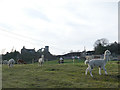 Alpacas below Mow Cop (2) in ST7 3NU