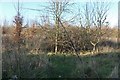 Scrubland by Maldon Road in Maldon West Ward