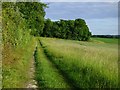The edge of Bixmoor Wood, Ipsden in OX10 6QS