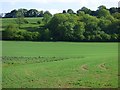 Farmland, Hurstbourne Tarrant in SP11 0JN