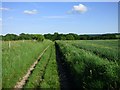 Track and farmland, Vernhams Dean in SP11 0EN