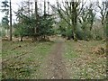 Bere Wood, bridleway in BH20 7EH
