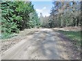 Bere Wood, forestry road in BH20 7JJ
