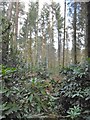 Bere Wood, plantation in BH20 7JJ