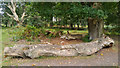 Bench / log near Frame Heath Inclosure in SO42 7YQ