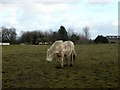 Lone Horse in a Field in BD15 8AA