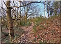 Woods near Bowlacre Farm in SK14 3AY