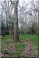 Path in Westhouse Wood in CO4 6EG