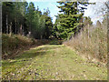 Track in Beckley Woods in TN31 6RX