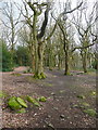 Path in Ireland Wood, Cookridge in LS16 6BN