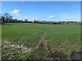 Farmland north of Manor Farm in Thirn