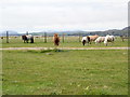 Grazing ponies in LL47 6TR