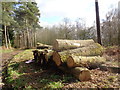 Felled logs in Chaddesley Woods in DY10 4RA