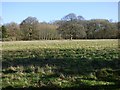 Grassland and wood, Vernhams Dean in SP11 0LJ