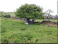 Sheltering sheep at Cefn Gwyn Farm in LL47 6TG