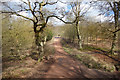 Centenary Walk in Epping Forest in IG10 2SB