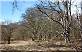Epping Forest in Winter in IG10 2SB