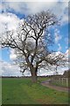 Major Oak by Brickwall Farm in CO3 0SJ