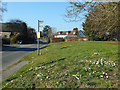 Daisies round the bus stop, Stibb Green in SN8 3AE