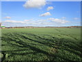 Cereal field near Sedgebrook in NG32 2EW