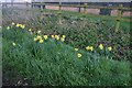 Daffodils by Howe Lane, Great Sampford in CB10 2NY