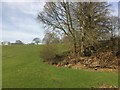 Tree at corner of field in SA19 6UW