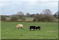 Grazing near Roden Farm in SY4 3RF