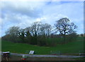 Trees beside drain near Field Farm in CW5 8EL