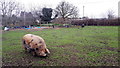 A pig at Piglets Play Centre, Burhill Road, Hersham in KT12 4JL