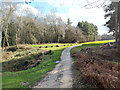 Path, Tilgate Forest golf course in RH10 7LT