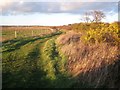 St Osyth: Public footpath alongside Howlands Marsh SSSI in CO16 8GZ