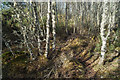 Minor footpath in Culbokie Wood in Culbokie