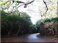 Rhododendron thicket in NR26 8TU