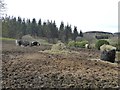Three horses in a very muddy field in Chopwell and Rowlands Gill Ward