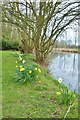 Daffodils beside the canal in CM9 6RA