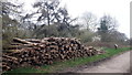Woodpile, Horton Country Park in KT19 7NS