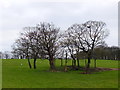 Copse South of Meadow Pit Lane, Haigh in Haigh