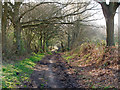St Peter's Way  through Woodland, West Hanningfield in CM4 9RN